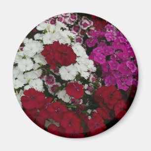 Aimant Floral Dianthus blanc, rose et rouge