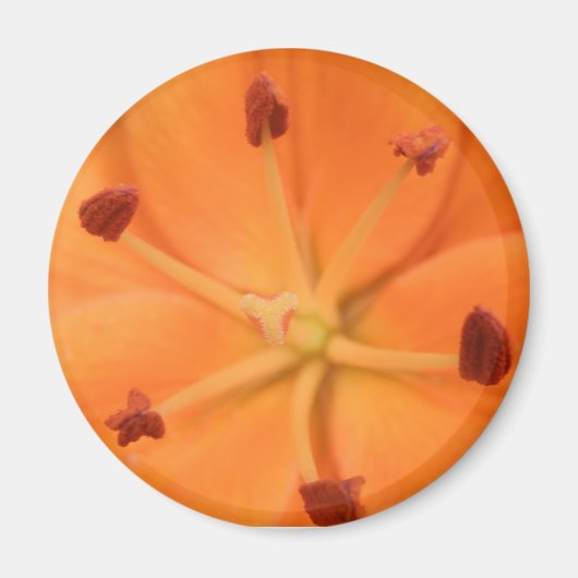 Aimant Floral Lily orange (Devant)