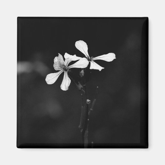 Aimant floral noir et blanc minimal (Devant)