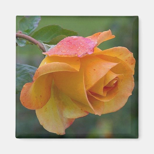 Aimant Floral Rose orange 2 (Devant)