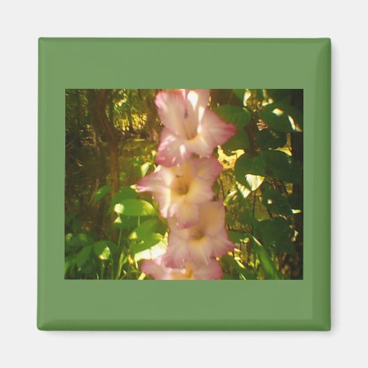 Aimant Flores de fleurs roses en hausse (Devant)