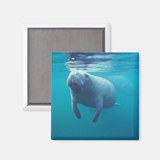 Aimant Florida Manatee (Recto/Verso)