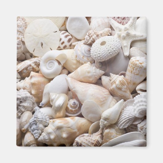 Aimant Florida Sea Shell Arrière - plan - Beach Shells Cu (Devant)
