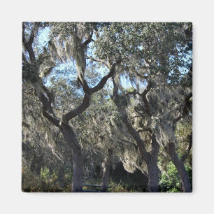 Aimant Floride Espagnol Moss