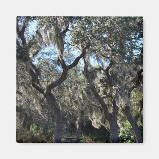 Aimant Floride Espagnol Moss (Devant)