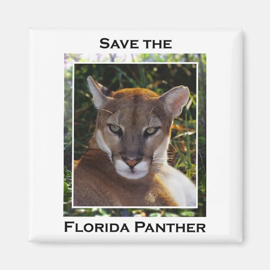 Aimant Floride Panther (Devant)