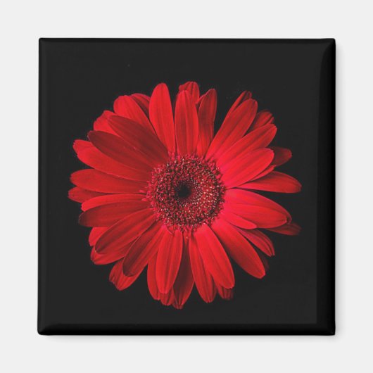 Aimant Flowers (homonymie) | Gerbera (Devant)