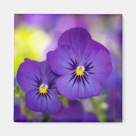 Aimant Flowers (homonymie) | Purple Pansies (Devant)