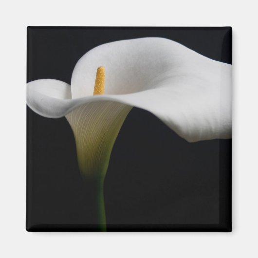 Aimant Flowers (homonymie) | White Calla Lily (Devant)