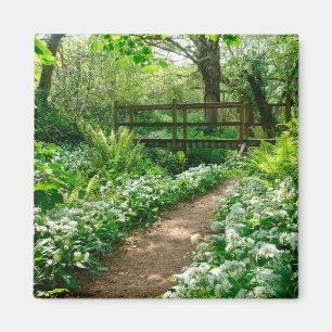 Aimant Flowers White Wildflowers in Forest