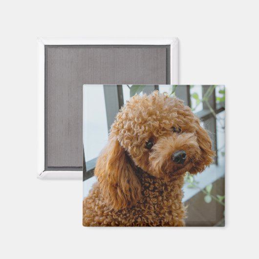 Aimant Fluffy Brown Poodle Chien chiot (Recto/Verso)