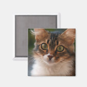Aimant Fluffy Kitten avec les yeux verts Photo (Recto/Verso)