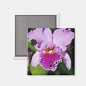 Aimant Flux d'orchidées, cattleya trianae (b c michaelang (Recto/Verso)