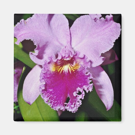 Aimant Flux d'orchidées, cattleya trianae (b c michaelang (Devant)