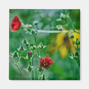 Aimant Fly-By dans le jardin