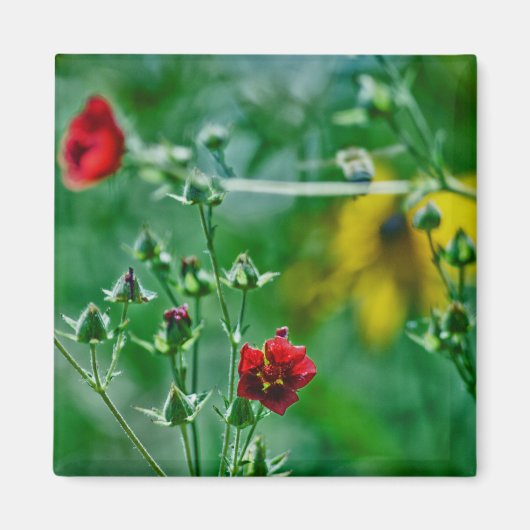 Aimant Fly-By dans le jardin (Devant)