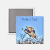 Aimant Flying Mallard Duck Drake Wildlife Photo (Recto/Verso)