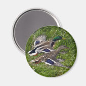 Aimant Flying Mallards (Recto/Verso)