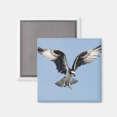 Aimant Flying Osprey (Recto/Verso)