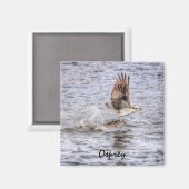 Aimant Flying Osprey & Fish HDR Wildlife Photo Don (Recto/Verso)