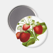 Aimant Food fruit leaf leafy (Recto/Verso)