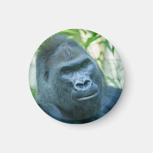 Aimant Force inébranlable Silverback Gorilla Kito (Devant)