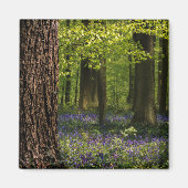 Aimant Forest | Bluebells en Belgique (Devant)