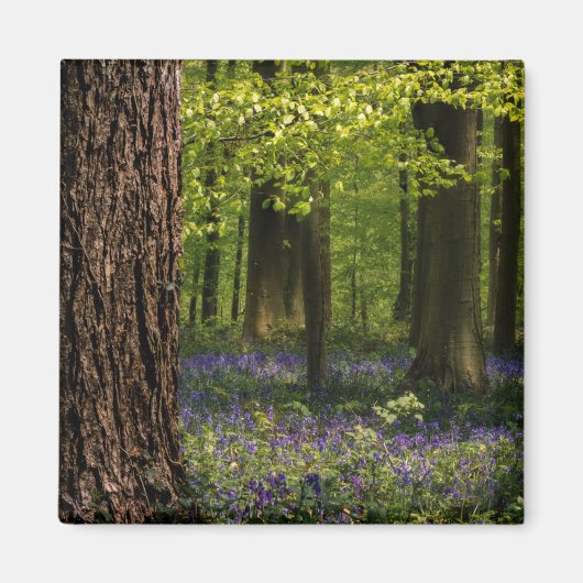 Aimant Forest | Bluebells en Belgique (Devant)