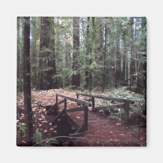 Aimant Forest Bridge - Humboldt Redwoods State Park (Devant)