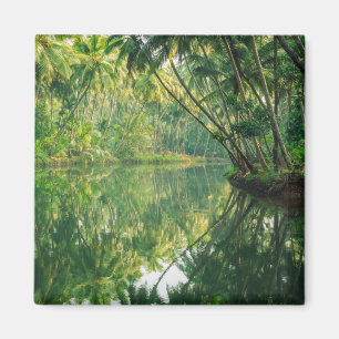 Aimant Forests Mangrove Forest