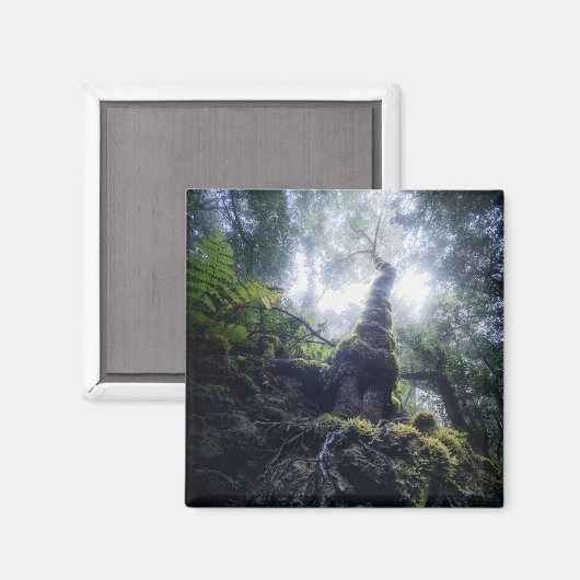 Aimant Forêt | Anaga Parc rural Îles Canaries (Recto/Verso)