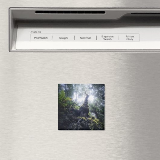 Aimant Forêt | Anaga Parc rural Îles Canaries (In Situ (Lave-vaisselle))