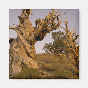 Aimant Forêt antique de Bristlecone, White Mountains, CA
