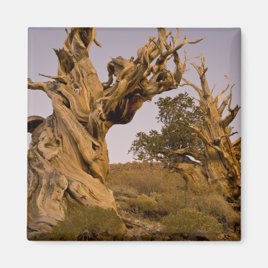 Aimant Forêt antique de Bristlecone, White Mountains, CA (Devant)