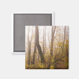 Aimant Forêt automnale atmosphérique dans la brume, photo