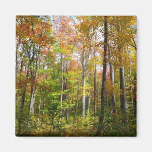 Aimant Forêt d'automne I Photographie de paysage automnal