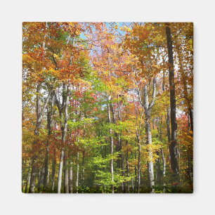 Aimant Forêt d'automne II Photographie de paysage automna