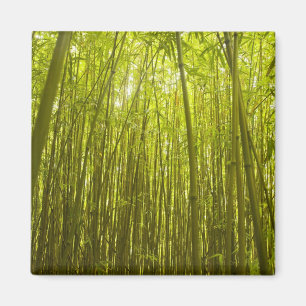 Aimant Forêt de bambou près du sentier de Waikamoi Ridge,