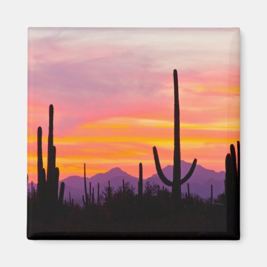 Aimant Forêt de Cactus du Saguaro au coucher du soleil (Devant)