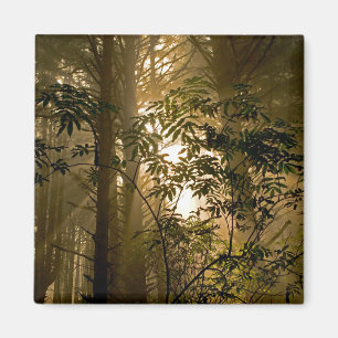 Aimant Forêt de feuillus persistants Côte de l'Oregon