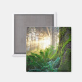 Aimant Forêt de la côte pacifique, Oregon (Recto/Verso)