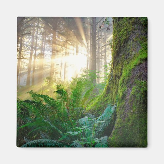 Aimant Forêt de la côte pacifique, Oregon (Devant)