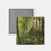 Aimant Forêt de nuages, Bosque de Paz, Costa Rica (Recto/Verso)