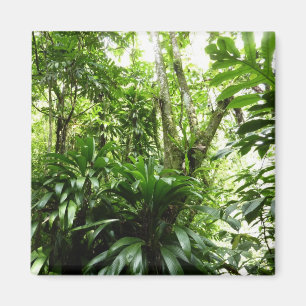 Aimant Forêt de pluie dominicaine I Nature verte tropical