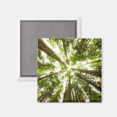 Aimant Forêt de pluie verte (Recto/Verso)