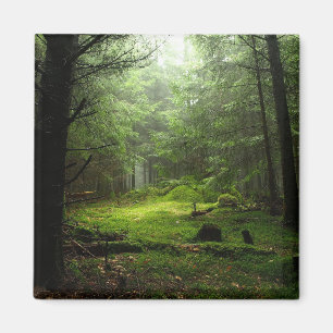 Aimant Forêt de Sterious