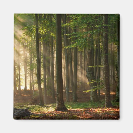 Aimant Forêt | Forêt d'automne (Devant)
