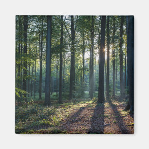 Aimant Forêt Forêt Noire Allemagne
