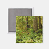 Aimant Forêt luxuriante et fougères | Ecola State Park, O (Recto/Verso)