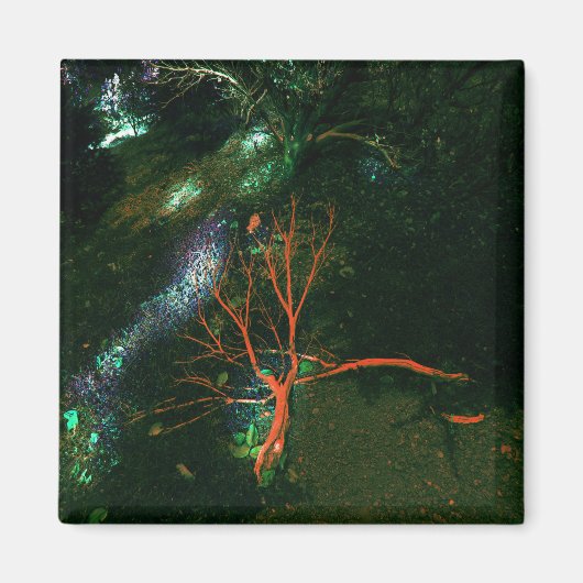 Aimant Forêt mystique... (Devant)